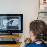 Aude, vétérinaire à l'initiative de ChatDOC, examine une radiographie, la tête d'un chaton posée sur son épaule