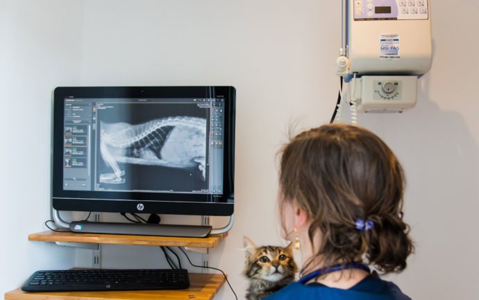 Aude, vétérinaire à l'initiative de ChatDOC, examine une radiographie, la tête d'un chaton posée sur son épaule