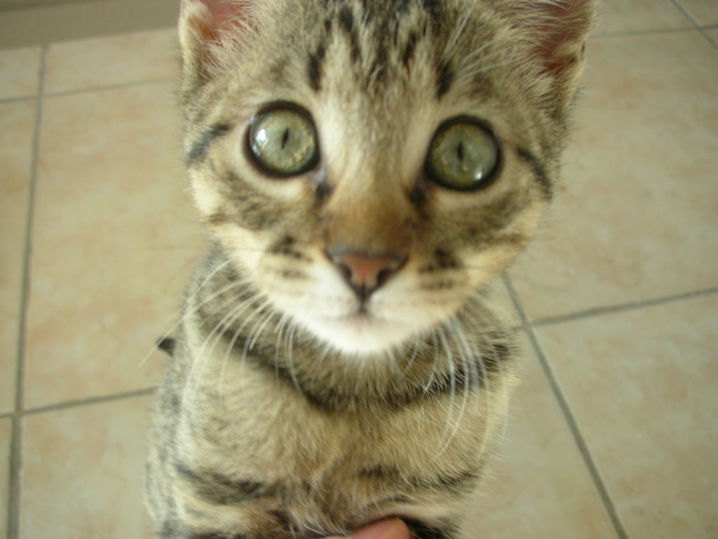 Accueillir Un Chat