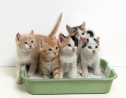 Chatons dans une litière : la propreté du chat est un sujet capital.
