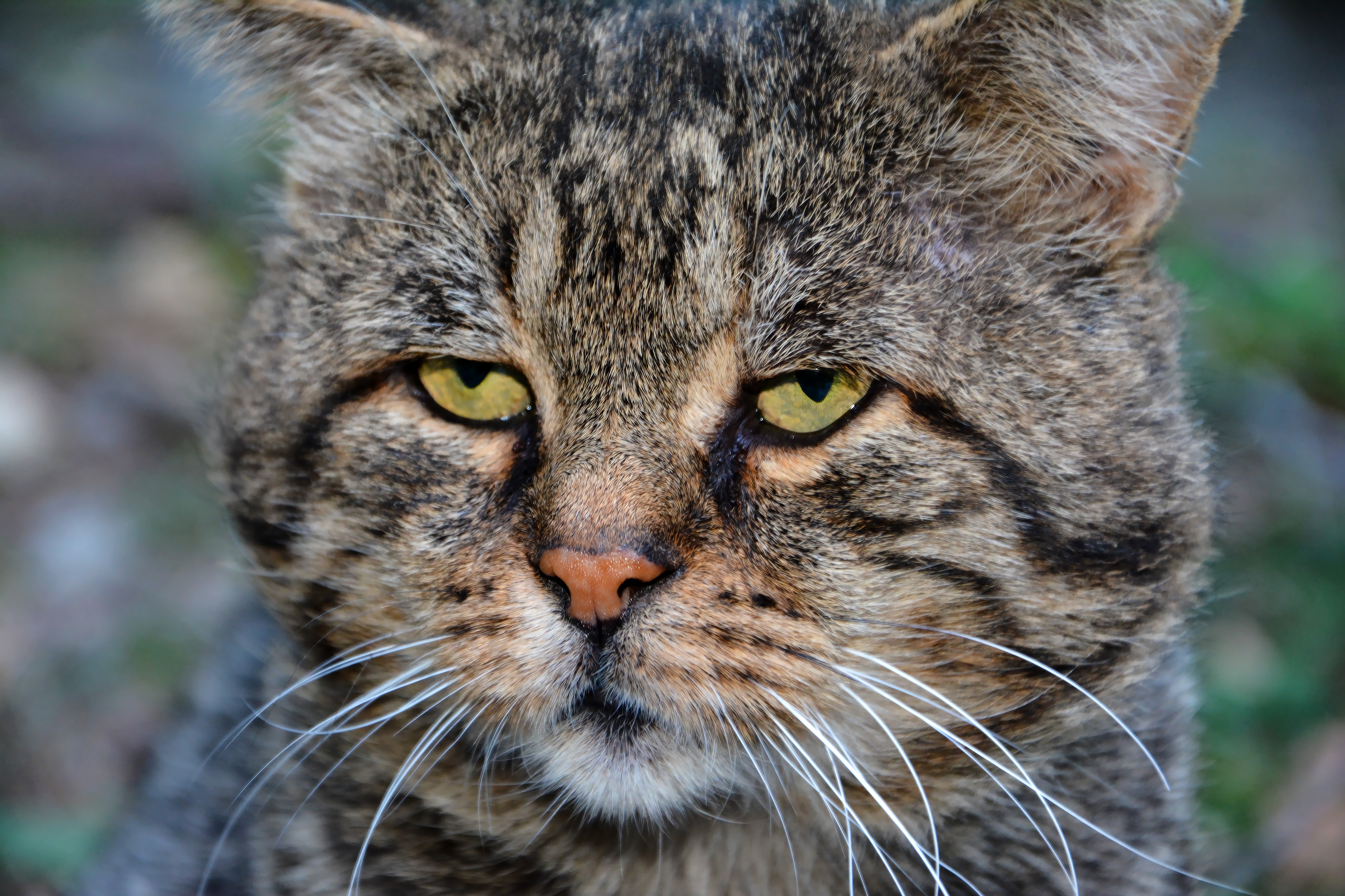 Dis Le Chat Pourquoi Tu Fais Ca N 1 Chatdoc