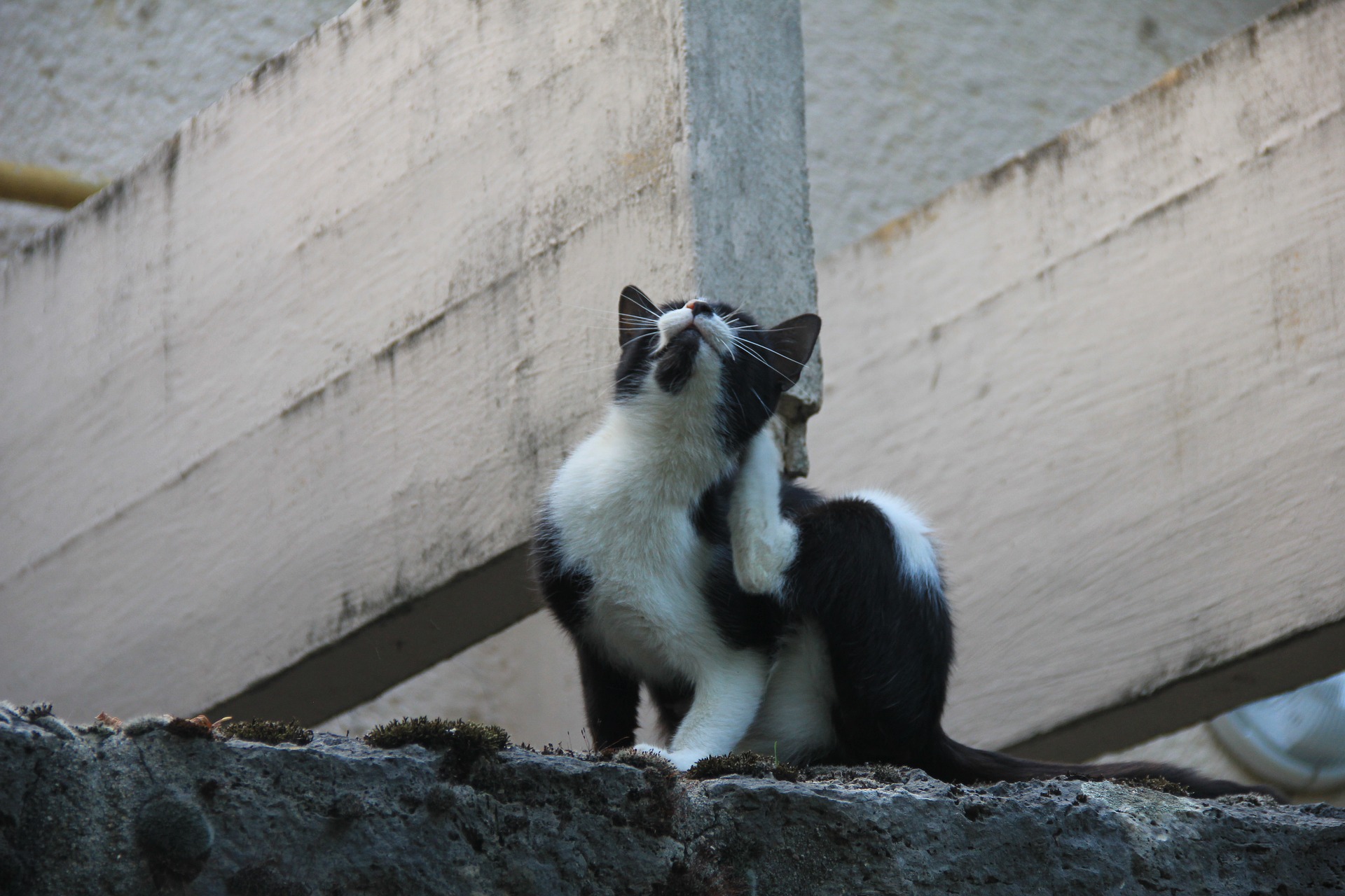 Chat Et Puces Comment Prevenir Comment Traiter Chatdoc