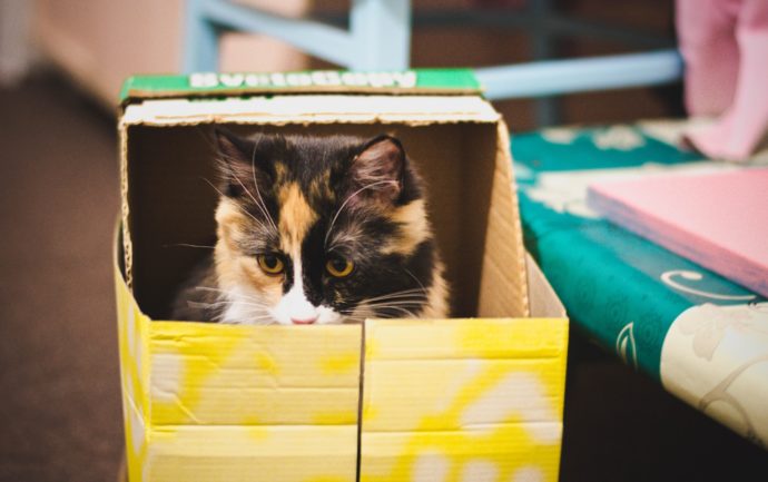 Chat dans un carton prêt pour déménager