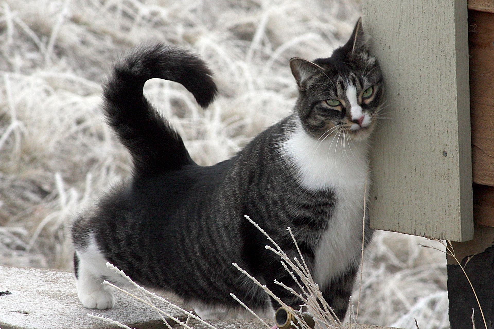 Pourquoi Et Comment Mon Chat Marque T Il Son Territoire Chatdoc