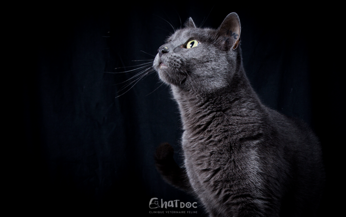 Portrait de chat réalisé par Le mUzographe lors d'une séance photo à la clinique ChatDOC