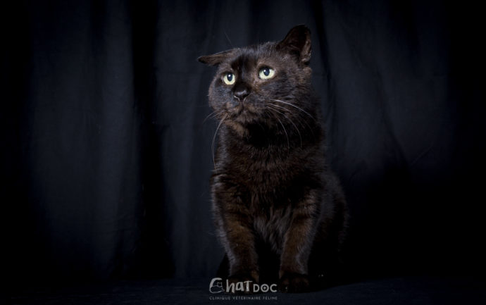 Edgar, chat atteint de FIV, photographié par Le Muzographe à la clinique ChatDOC de Bayonne