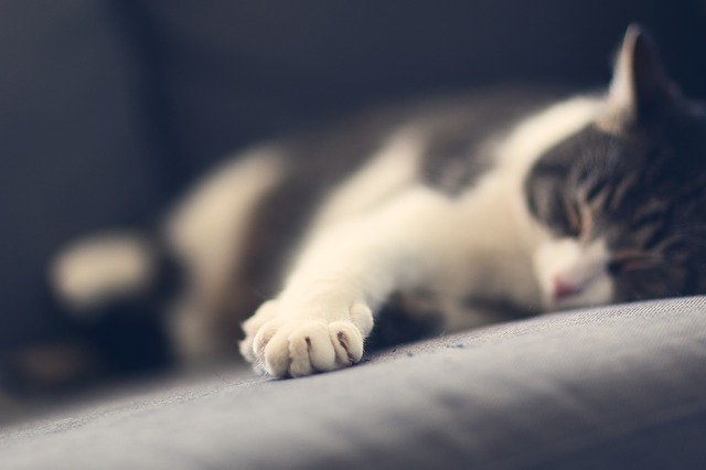 Photo d'un chat qui dort pour illustrer un article sur l'asthme, maladie chronique génératrice de détresse respiratoire.