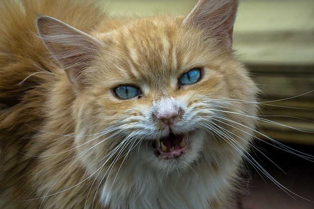 Toute dents dehors, le chat agressif prévient de son état.