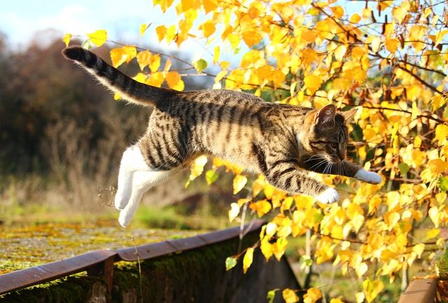 L'image montre un chaton qui saute, ce qui, sans expérience, peut être cause de chute et de blessure.