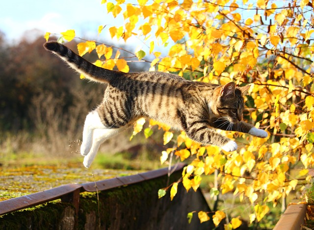 La Chute Chez Le Chat Chatdoc