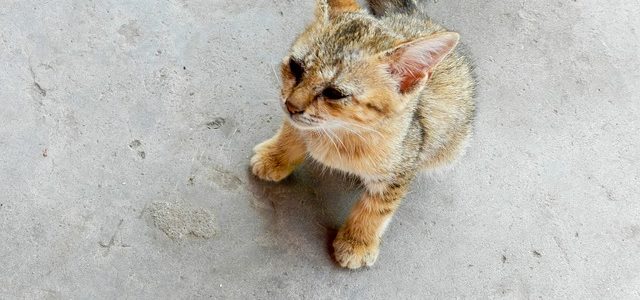 Un chat seul et apparemment un peu perdu illustre un article sur les bons gestes à avoir face à un chat trouvé