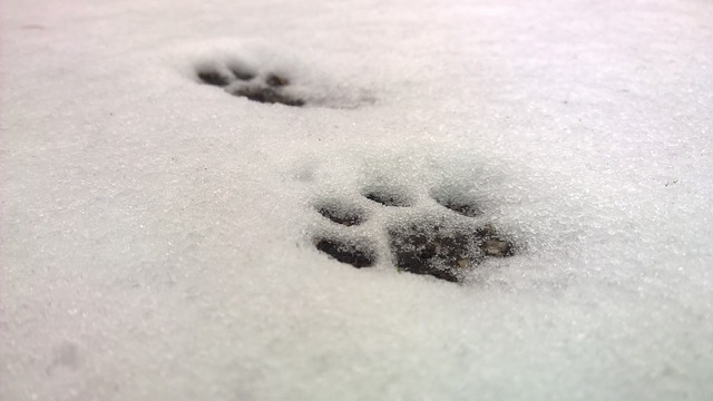 Photo d'empreinte de pattes de chat dans la neige pour aborder le sujet du deuil de son chat.