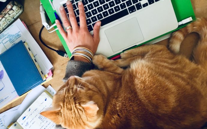Le chat atteint du syndrome d'hyper-attachement est un véritable pot de colle. Ici il est posé sur un bureau entre une personne et son clavier d'ordinateur.