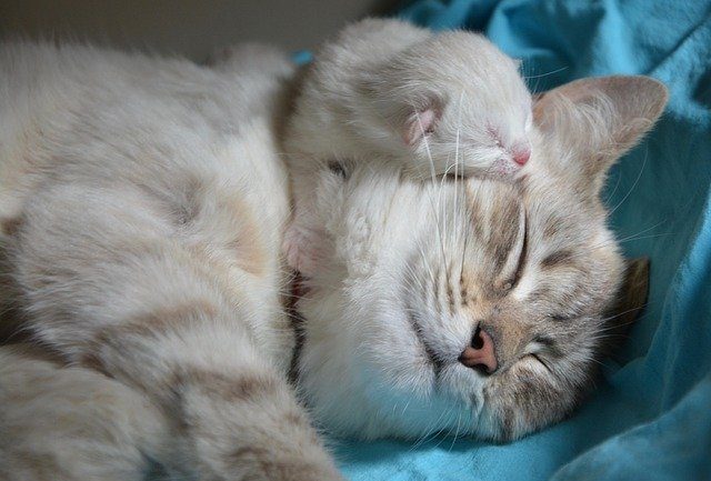 Après 9 semaines de gestation, la chatte se repose avec son petit endormi dans son cou.