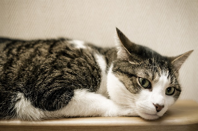 Stress du chat: mon chat est-il stressé?