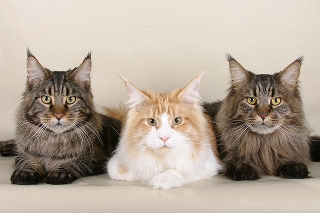 Photo de 3 Maine Coon pour illustrer les conseils de ChatDOC sur la question du choix d'un chat avec ou sans pédigrée.