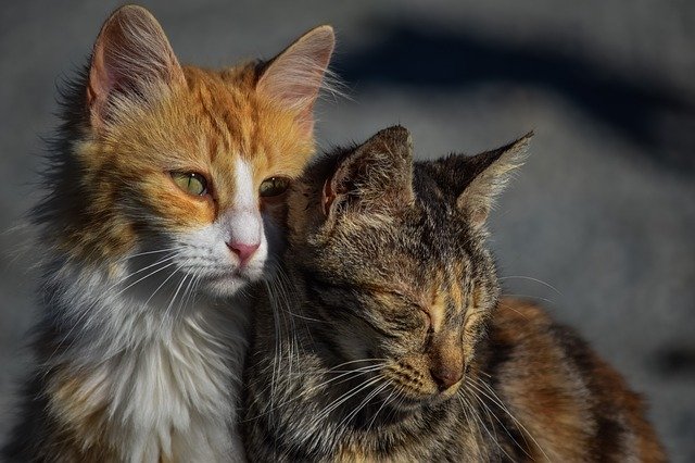 Deux chats avec des robes différentes illustrant un article dans lequel ChatDOC explique le pelage du chat