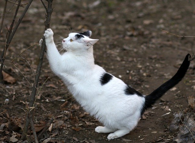 Mon Chat S'allonge De Tout Son Long Apprendre à mon chat à utiliser un griffoir - ChatDOC