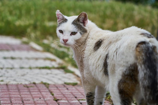 Photo d'un chat qui a l'air désolé pour illustrer un article de conseils autour de la teigne.