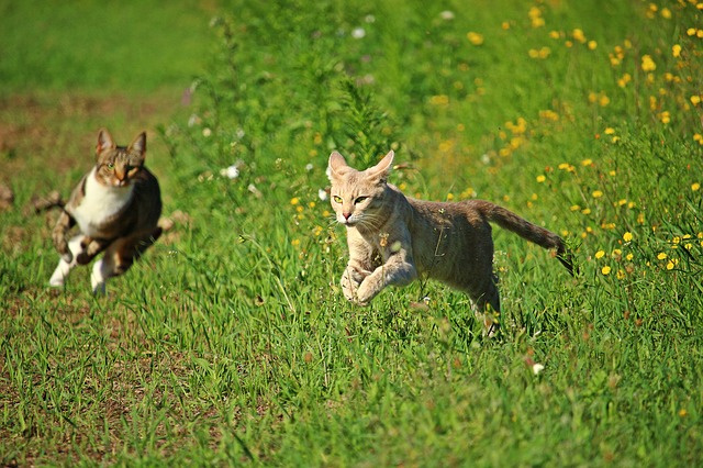 Pourquoi les chats courent-ils après avoir fait caca ?