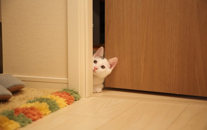 Un chaton est dans l'entrebâillement d'une porte pour illustrer un article traitant de l'habitude des chats de suivre aux toilettes leurs propriétaires