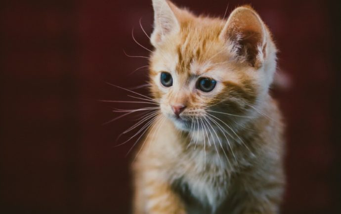 Photo d'un chaton utilisée pour illustrer un article qui expliquer pourquoi on peut observer un chat gratter le sol