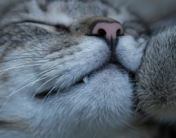 Photo d'un chat endormi pour parler du rêve du chat