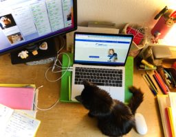 Un chat sur un bureau pour illustrer un article sur la présence du chat sur l'ordinateur pendant le télétravail
