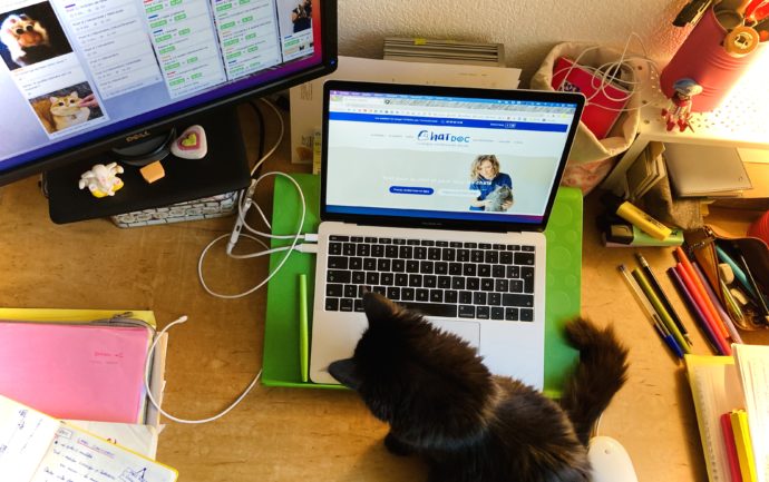 Un chat sur un bureau pour illustrer un article sur la présence du chat sur l'ordinateur pendant le télétravail