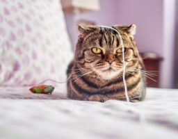 Image pour illustrer un article sur les chats qui mettent les jouets dans leur gamelle
