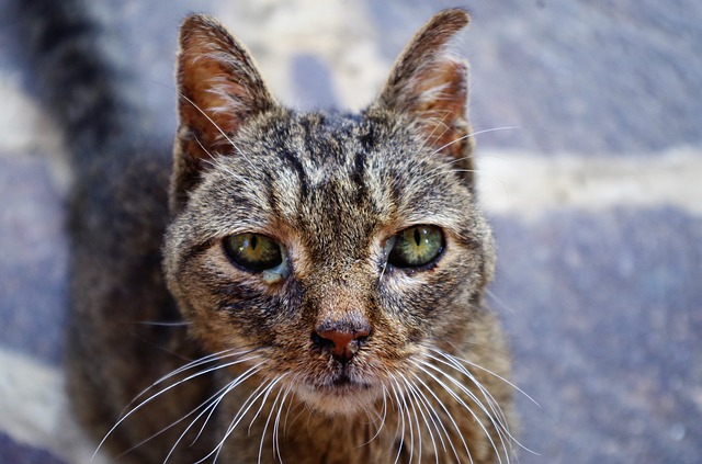 En cas de surinfection, le coryza du chat peut entrainer un larmoiement purulent